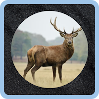 Animalario
