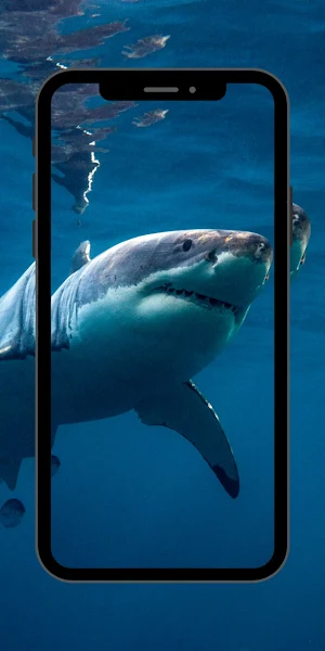 Wallpaper Shark Fish Screenshot 2