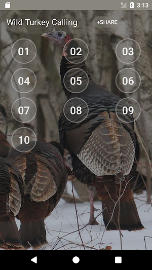 Wild Turkey Hen Calling Sounds Screenshot 0