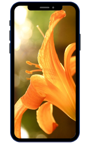 Lily Wallpapers Screenshot 0