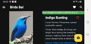 Birds Bai Screenshot 2