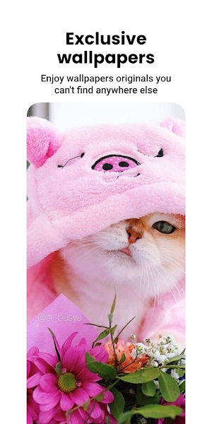 Cat Wallpapers & Cute Kittens Screenshot 2