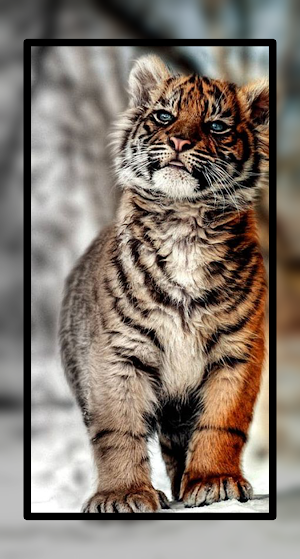 Baby Tiger Wallpaper Cute HD Screenshot 2