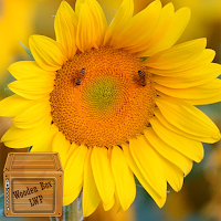 sunflower aesthetic wallpaper