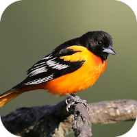 Bird Wallpaper 2023