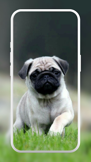 Pug Wallpapers screenshot 1