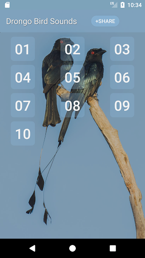 Drongo Bird Sounds Screenshot 0