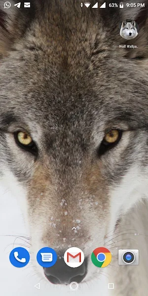 Free Wolf Wallpapers HD Screenshot 0