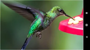 Hummingbird Backgrounds Screenshot 0