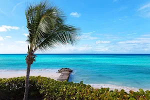Palm tree wallpapers Screenshot 1