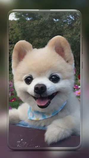 Pomeranian Dog Wallpaper HD Screenshot 3