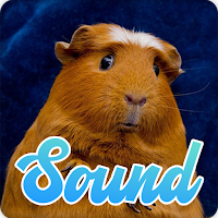 Guinea Pig Sounds Effect