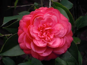 Camellia Flower Wallpapers Screenshot 3