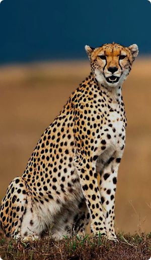 Cheetah Wallpaper HD Screenshot 2