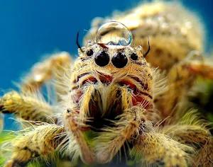 Spider wallpapers Screenshot 3