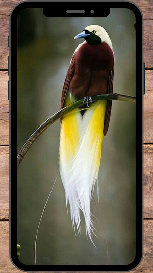 Burung Cendrawasih Wallpaper Screenshot 1