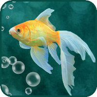 Goldfish Wallpapers