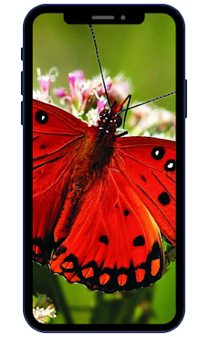 Butterfly Wallpapers Screenshot 3