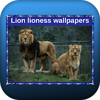 Lion lioness wallpapers