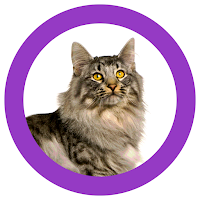 Cat Show 360