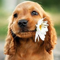 Cocker Spaniel Dog Wallpapers