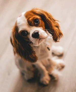 Charles Spaniel Dog Wallpapers Screenshot 3
