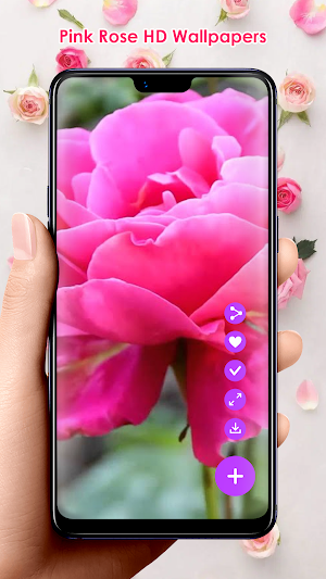 Pink Rose HD Wallpapers Screenshot 2