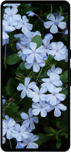 Plumbago Flower Wallpapers HD Screenshot 3