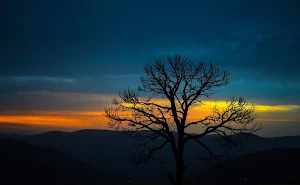 Tree wallpapers Screenshot 1