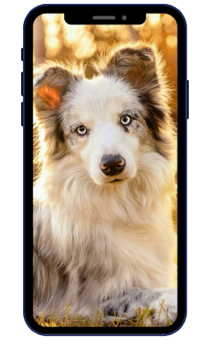 Shetland sheepdog Wallpapers Screenshot 3