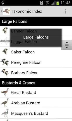 Birds of the Middle East Screenshot 1