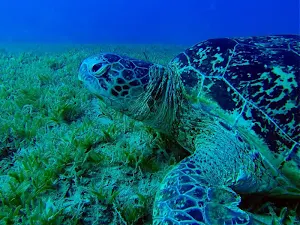 Turtle wallpapers Screenshot 2