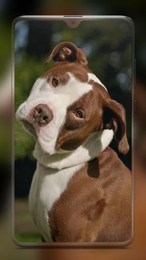 Pitbull Dog Wallpaper HD Screenshot 3