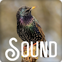 Starling Bird Sound Ringtones