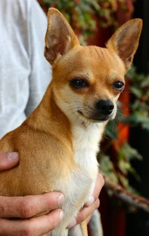 Chihuahua Dog Wallpapers Screenshot 1