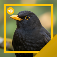 Blackbird Sounds & Story