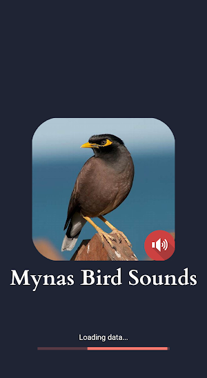 Mynas Bird Sounds Screenshot 0