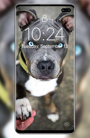 Pitbull wallpapers Screenshot 1