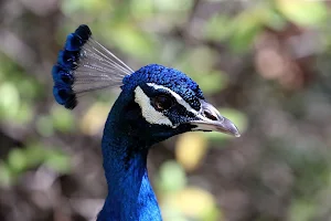 Peacock Wallpapers Screenshot 0