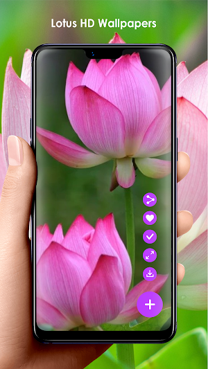 Lotus HD Wallpapers Screenshot 1