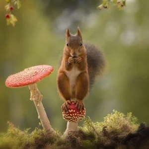 Funny squirrels Screenshot 3