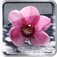 Flowers Bloom