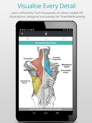 Teach Me Anatomy screenshot 7