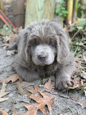 Newfoundland Dog Wallpapers Screenshot 0