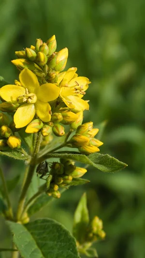 Loosestrife Wallpaper Screenshot 0