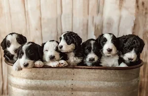 Sheepadoodle Dog Wallpapers Screenshot 3