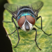 Blow Fly Flies Buzzing Sounds