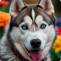 Siberian Husky HD Wallpapers