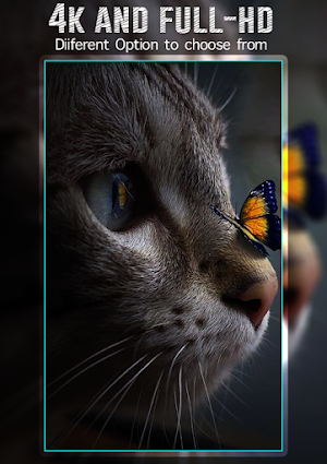 kucing wallpaper kucing Screenshot 2