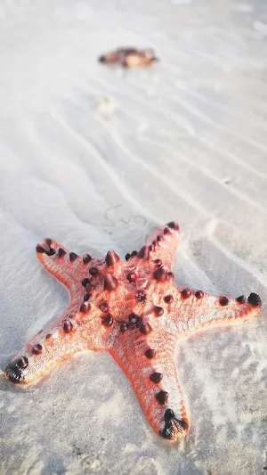 Starfish Wallpaper Screenshot 1